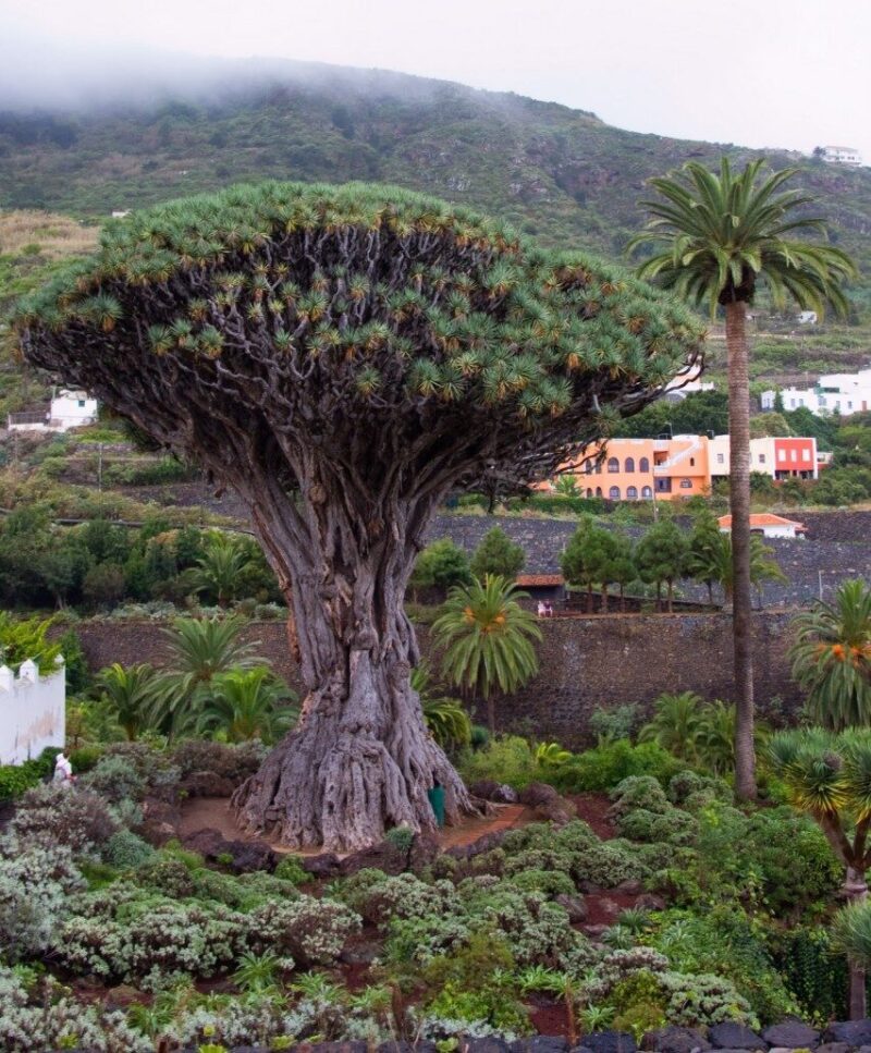 2-DRAGO-ICOD-852x1030-852x1030 2-DRAGO-ICOD-852x1030-852x1030