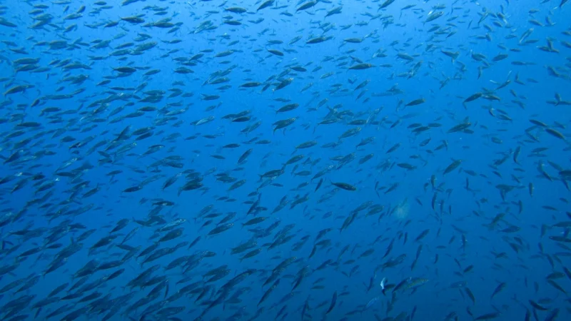 Copy of Copia de vlcsnap-2020-09-19-07h25m31s501 Copy of Copia de vlcsnap-2020-09-19-07h25m31s501