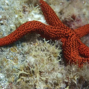 Snorkeling na południu Teneryfy - z brzegu