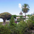 Icod-de-los-Vinos-tenerife-enjoy-spain-holidays-today-paradise-nature-tree-green-peace-relax