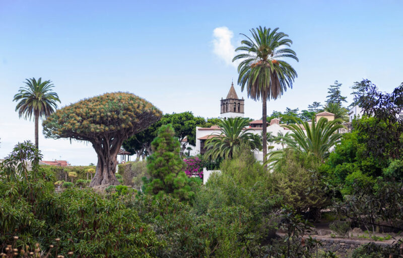 Icod-de-los-Vinos-tenerife-enjoy-spain-holidays-today-paradise-nature-tree-green-peace-relax Icod-de-los-Vinos-tenerife-enjoy-spain-holidays-today-paradise-nature-tree-green-peace-relax