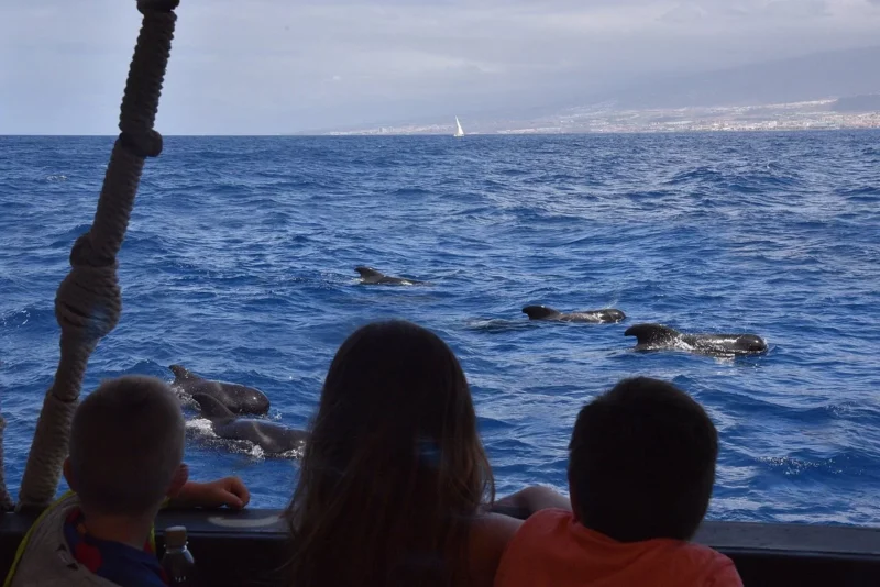 Viking-Boat-Tenerife-Ragnarok-16 Viking-Boat-Tenerife-Ragnarok-16