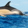 common-dolphin-1-1030x405