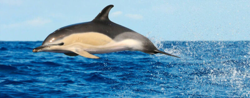 common-dolphin-1-1030x405 common-dolphin-1-1030x405