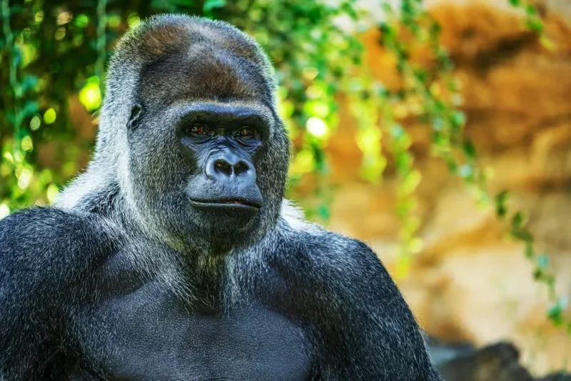 ef3a9a4409209a9a ef3a9a4409209a9a