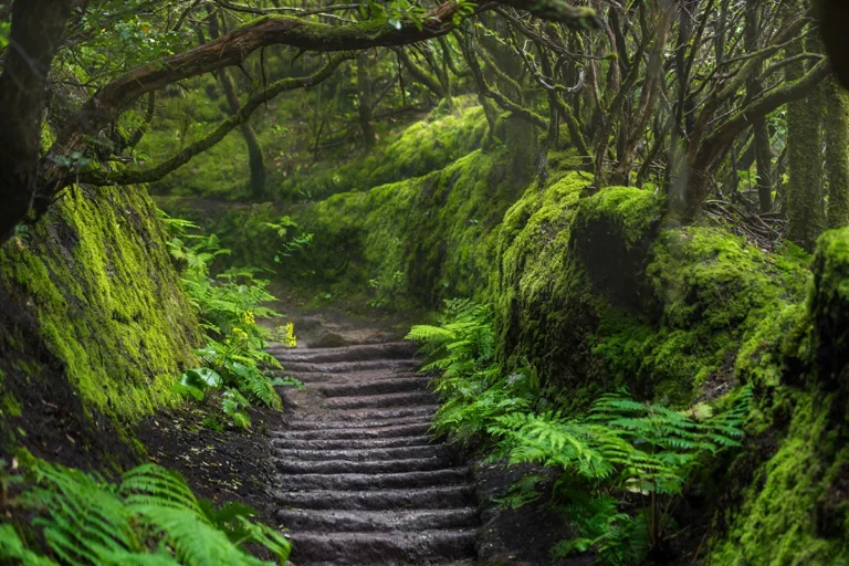 Góry Anaga – dzikie serce Teneryfy, gdzie mgła tańczy z lasem