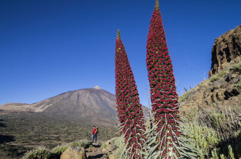 senderismo-alto-de-la-fortaleza-parque-nacional-teide-1 senderismo-alto-de-la-fortaleza-parque-nacional-teide-1