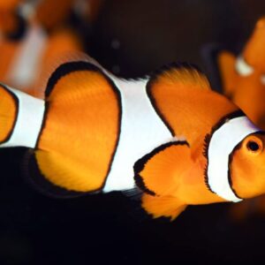 Poema Del Mar – Gran Canaria