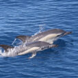 galeria_fauna_delfines_fuera1200X800-2-1030x687
