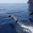 galeria_fauna_delfines_los_gigantes1200X800-2-1030x687