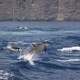 galeria_fauna_delfines_saltando1200X800-2-1030x687