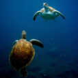 galeria_fauna_tortugas1200X800-2-1030x687