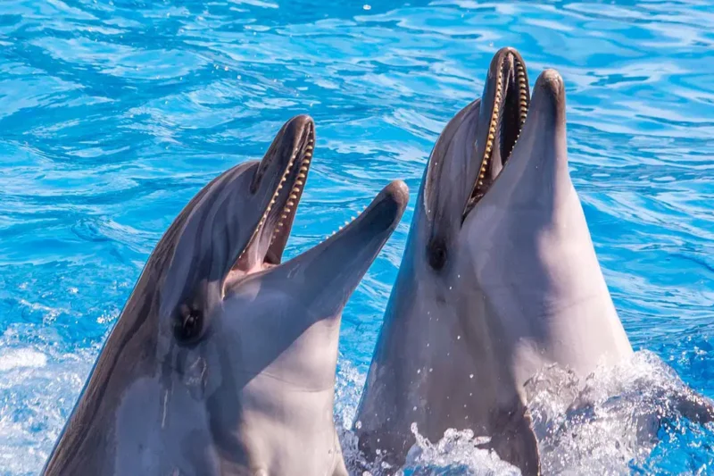 wycieczka-faktultatywna-teneryfa-w-pigulce-z-wizyta-w-loro-parku-753-106278 wycieczka-faktultatywna-teneryfa-w-pigulce-z-wizyta-w-loro-parku-753-106278